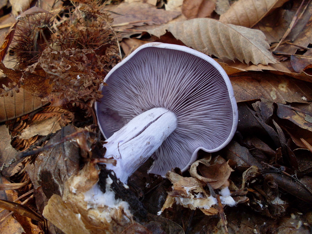 Luned� 10 Novembre